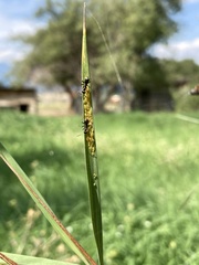 Aphidomorpha