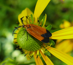 Neoalbertia constans