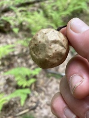 Amphibolips quercusinanis