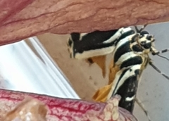 Euplagia quadripunctaria