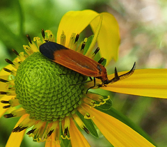 Neoalbertia constans