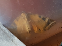 Euplagia quadripunctaria