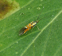 Neoheliodines arizonense