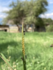 Aphidomorpha