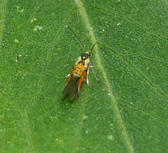 Neoheliodines arizonense