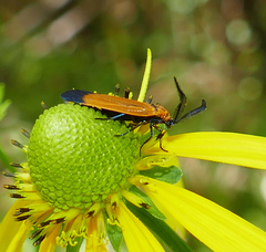 Neoalbertia constans