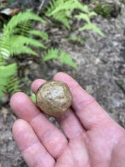 Amphibolips quercusinanis