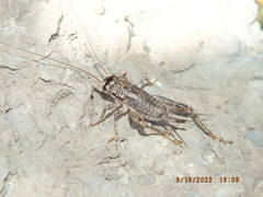 Velarifictorus micado