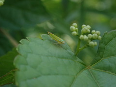 Graphocephala versuta