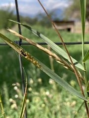 Aphidomorpha