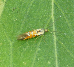 Neoheliodines arizonense