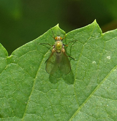 Chrysotus