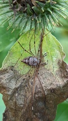 Dicranopalpus ramosus