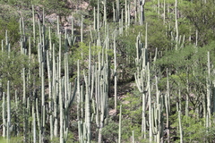 Cactoideae