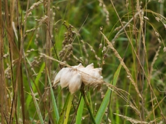 Eriophorum