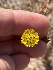 Deinandra paniculata