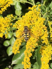 Helophilus trivittatus