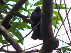 Tachyphonus coronatus