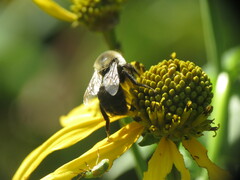 Bombus impatiens