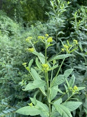 Verbesina alternifolia