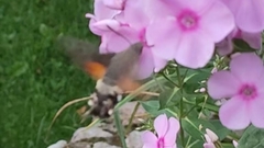 Macroglossum stellatarum