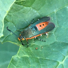 Eichlinia cucurbitae