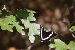 Limenitis weidemeyerii