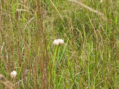 Eriophorum