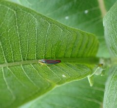 Graphocephala coccinea