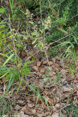 Grindelia adenodonta
