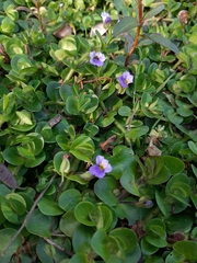 Bacopa lanigera