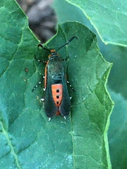 Eichlinia cucurbitae