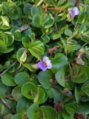 Bacopa lanigera