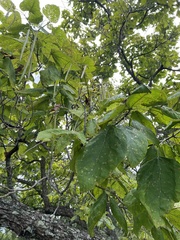 Catalpa bignonioides