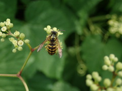 Dolichovespula arenaria