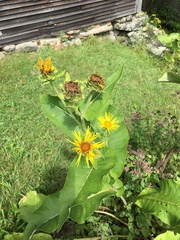 Inula