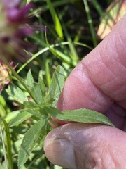 Trifolium wormskioldii