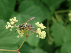 Dolichovespula arenaria