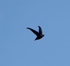 Chaetura pelagica