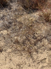 Deinandra paniculata