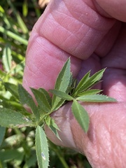 Trifolium wormskioldii