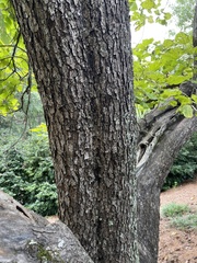 Catalpa bignonioides