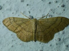 Idaea aversata