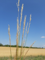 Poaceae