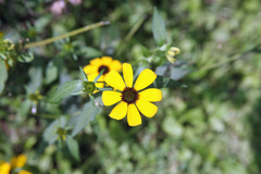 Rudbeckia triloba