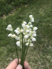 Convallaria