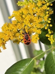Pyrrhocoris apterus