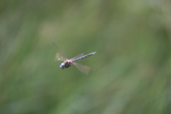 Rhionaeschna multicolor