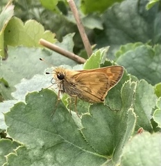 Atalopedes campestris