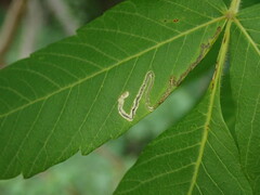 Stigmella intermedia